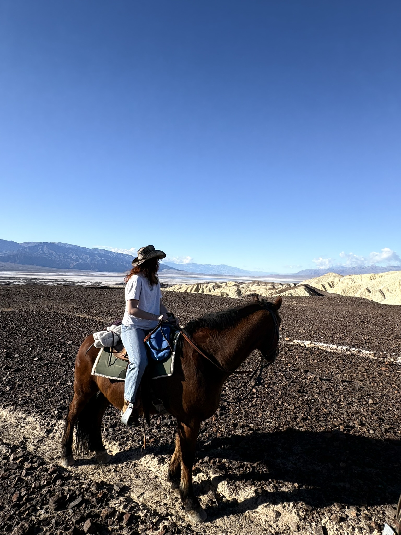horse in the desert